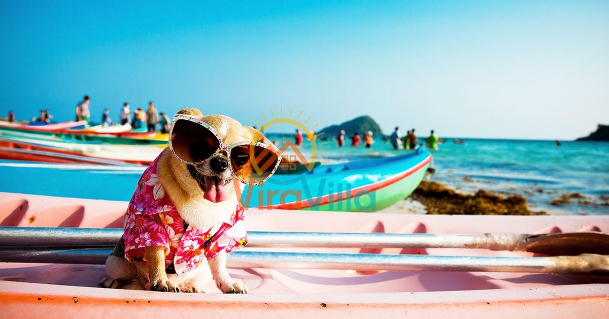 Evcil Hayvan Dostunuzla Unutulmaz Bir Villa Tatili | Villa Rehberi